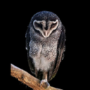 theironsandwich avatar