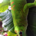 theislandgecko-blog avatar