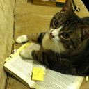 thejackalopegirl-blog avatar