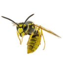 thejacketinyellow avatar