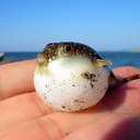 thejudgementalpufferfish avatar