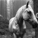 thejumpingshrimp avatar