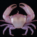 thekidofthemoon avatar