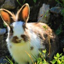 thekingnoname avatar