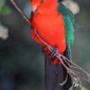 thekingparrot avatar