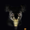 thekoalaofrandomness avatar