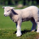 thelambsareasleep avatar