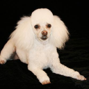 thelast-fartbender avatar