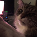 thelastkateontheleft avatar