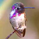 thelaststardustcollector avatar