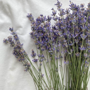 thelavenderchronicles avatar