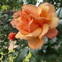 thelegendoftelezia avatar