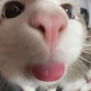 thelesserstoatontoast avatar