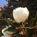 thelibragoddess avatar