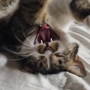 thelibrarysnake avatar