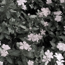 thelifeofahobbitwife avatar