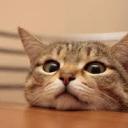 thelifeofavettech avatar