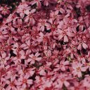 thelifeofjoun avatar