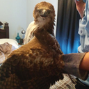 thelilessisters avatar