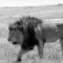 thelionblog-blog avatar