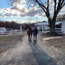 thelittlebaymare avatar