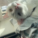 thelittleflowerfairy avatar