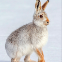 thelittleflowersstuff avatar