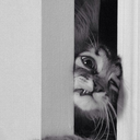 thelittlefox-blog avatar