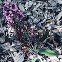 thelittlelykoi avatar