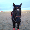 thelittleponythatcould avatar