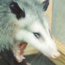 thelittlestpika avatar