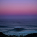 thelivingwild avatar