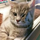 thelocal-void avatar