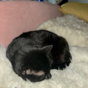 thelocalclown avatar