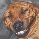 thelocalmemeplug avatar