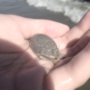 theloitergirl avatar