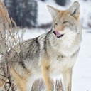 thelonecoyote avatar