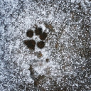 thelonelybuzz avatar