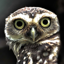 thelonelydruid avatar