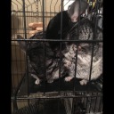 thelonelyhills avatar