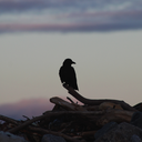 thelonelyraven avatar