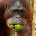 thelordsprostitute avatar