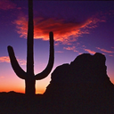 thelostcanyon avatar