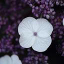 thelostphilosopherblog avatar