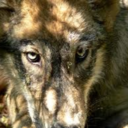 thelovablelunatic avatar