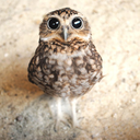 theloveofmylifeisficctional avatar