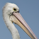 thelucidpelican avatar