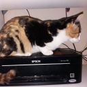 thelurkinglurkerislurking avatar