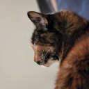 thema-sal-shiral avatar