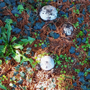 themadfool133 avatar